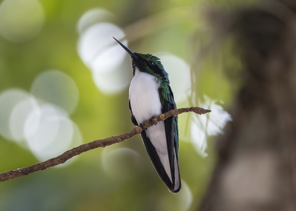Black-eared Fairy - ML642541213