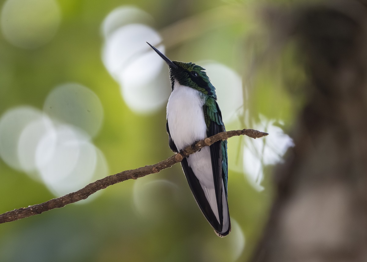 Black-eared Fairy - ML642541214