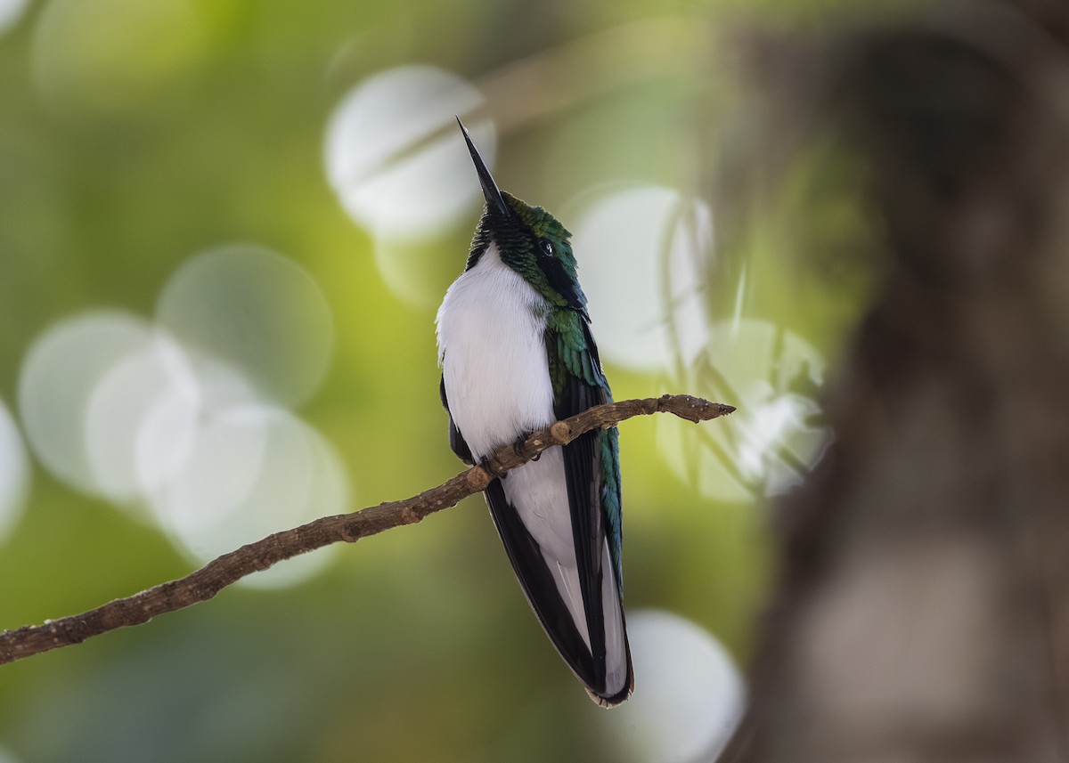 Black-eared Fairy - ML642541215