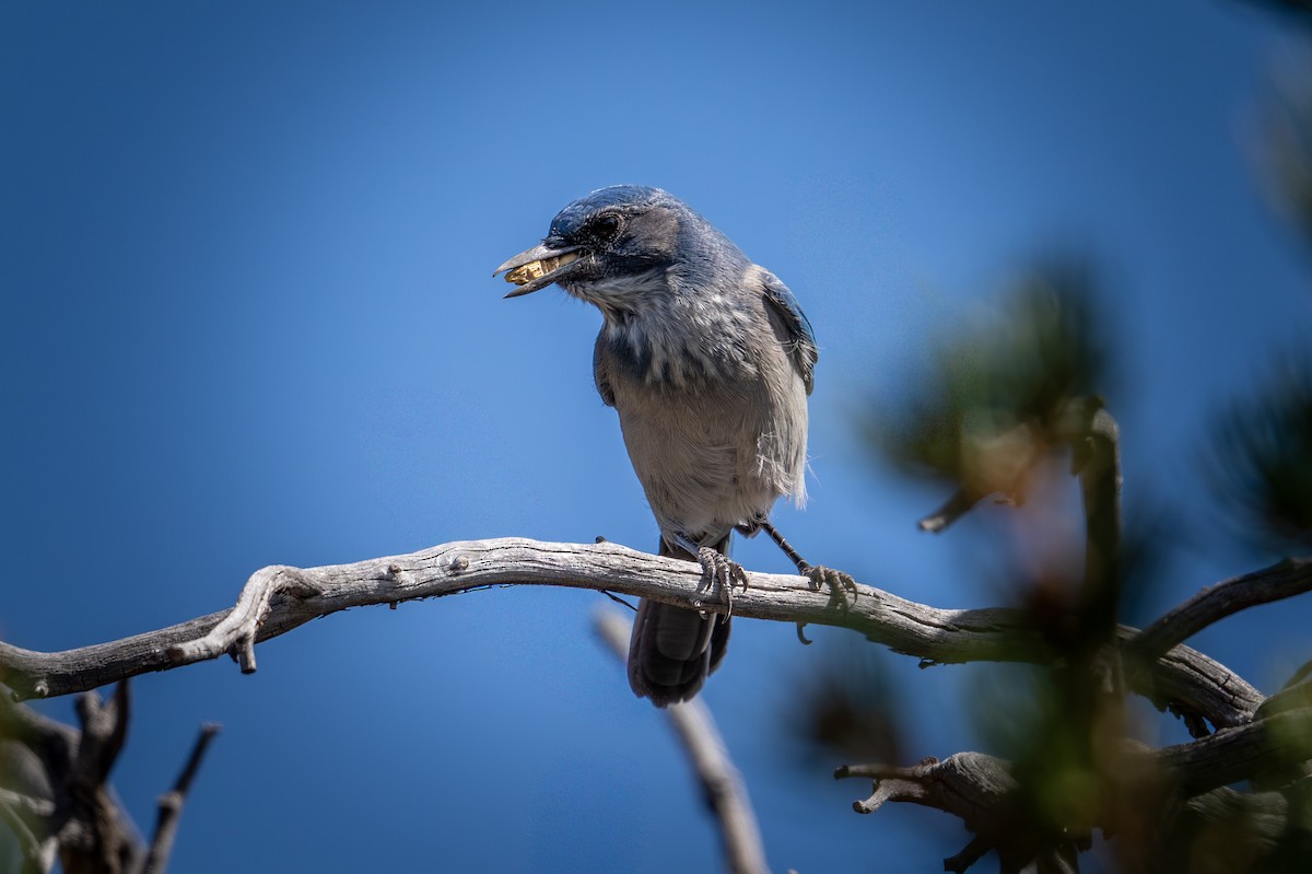 Woodhouse's Scrub-Jay - ML642541256