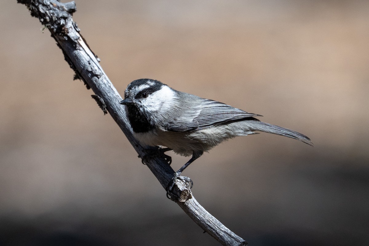 Mountain Chickadee - ML642541273