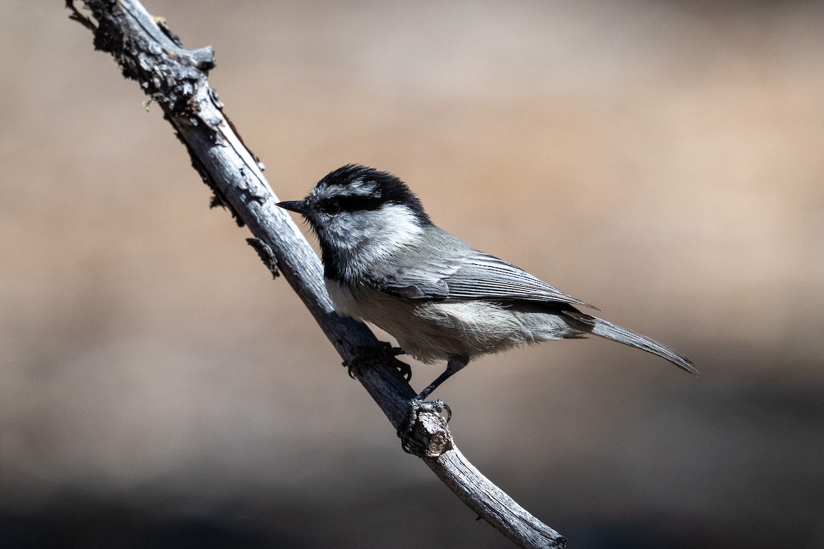 Mountain Chickadee - ML642541274