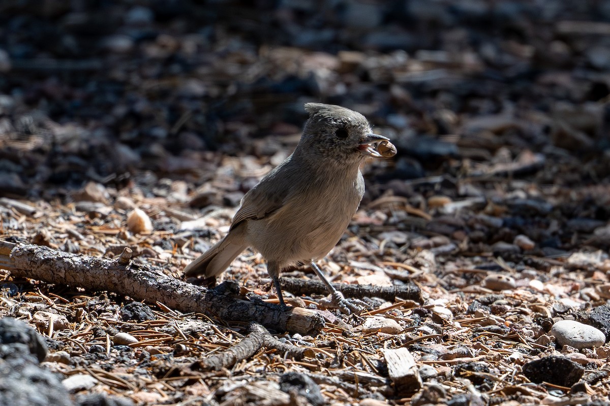 Juniper Titmouse - ML642541279