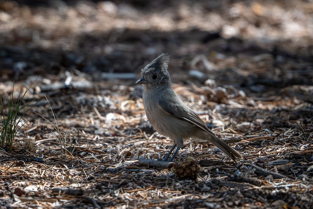 Juniper Titmouse - ML642541280
