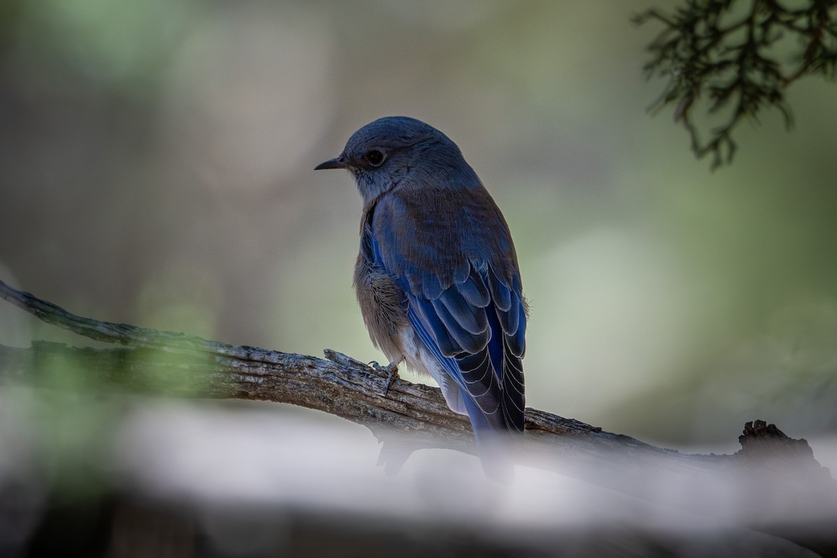 Western Bluebird - ML642541300