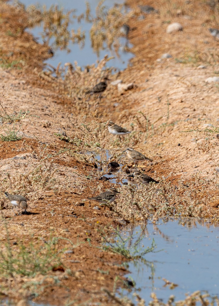Kittlitz's Plover - Nick Bray