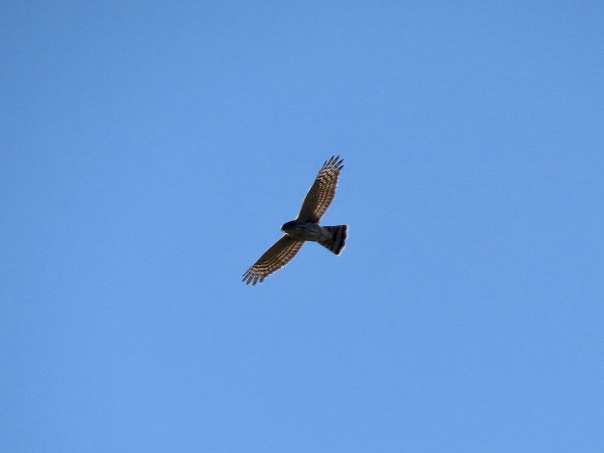 krahujec americký - ML642541333