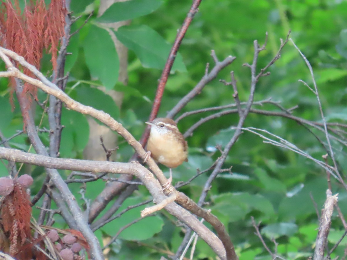 Carolina Wren - ML642541337