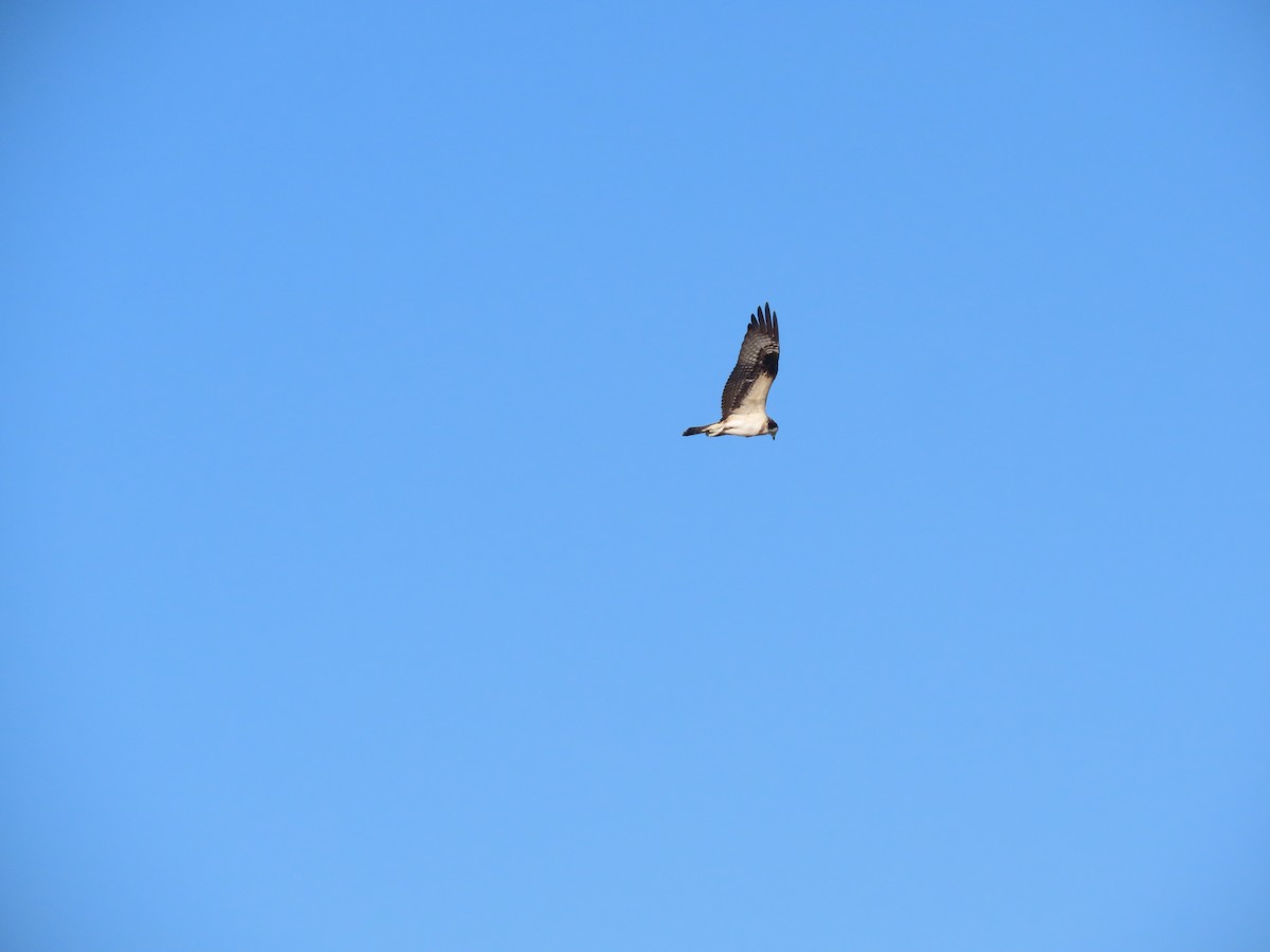 orlovec říční - ML642541366