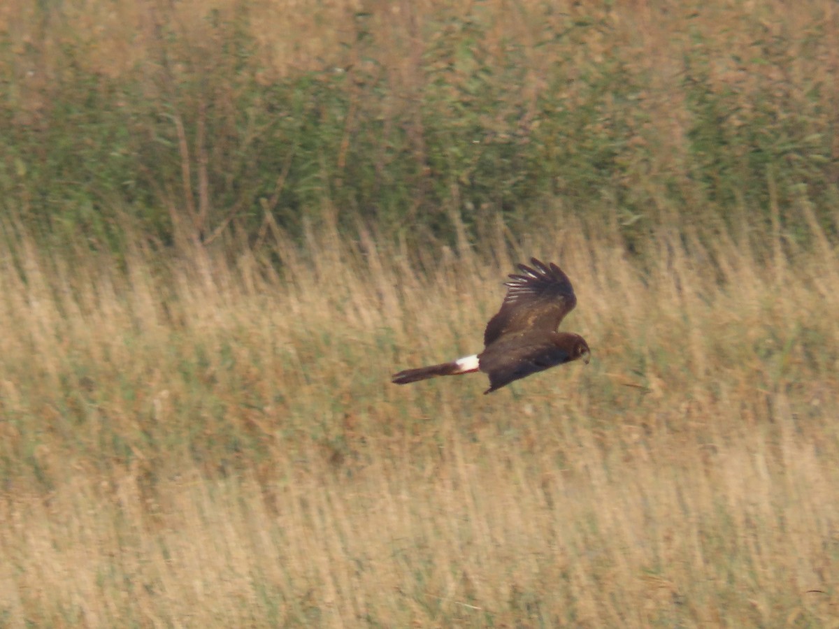 moták severoamerický - ML642541383