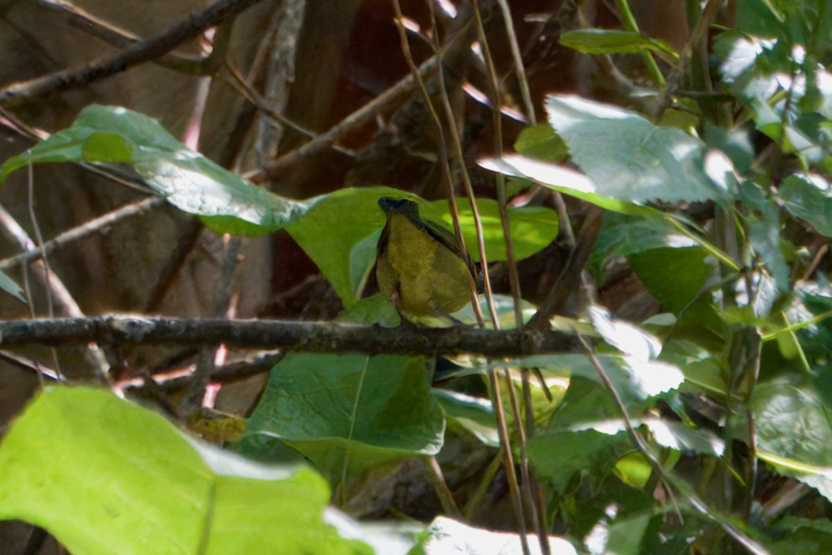 Connecticut Warbler - ML642541411