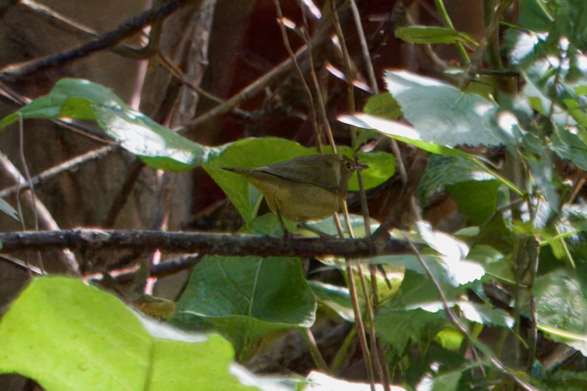 Connecticut Warbler - ML642541412