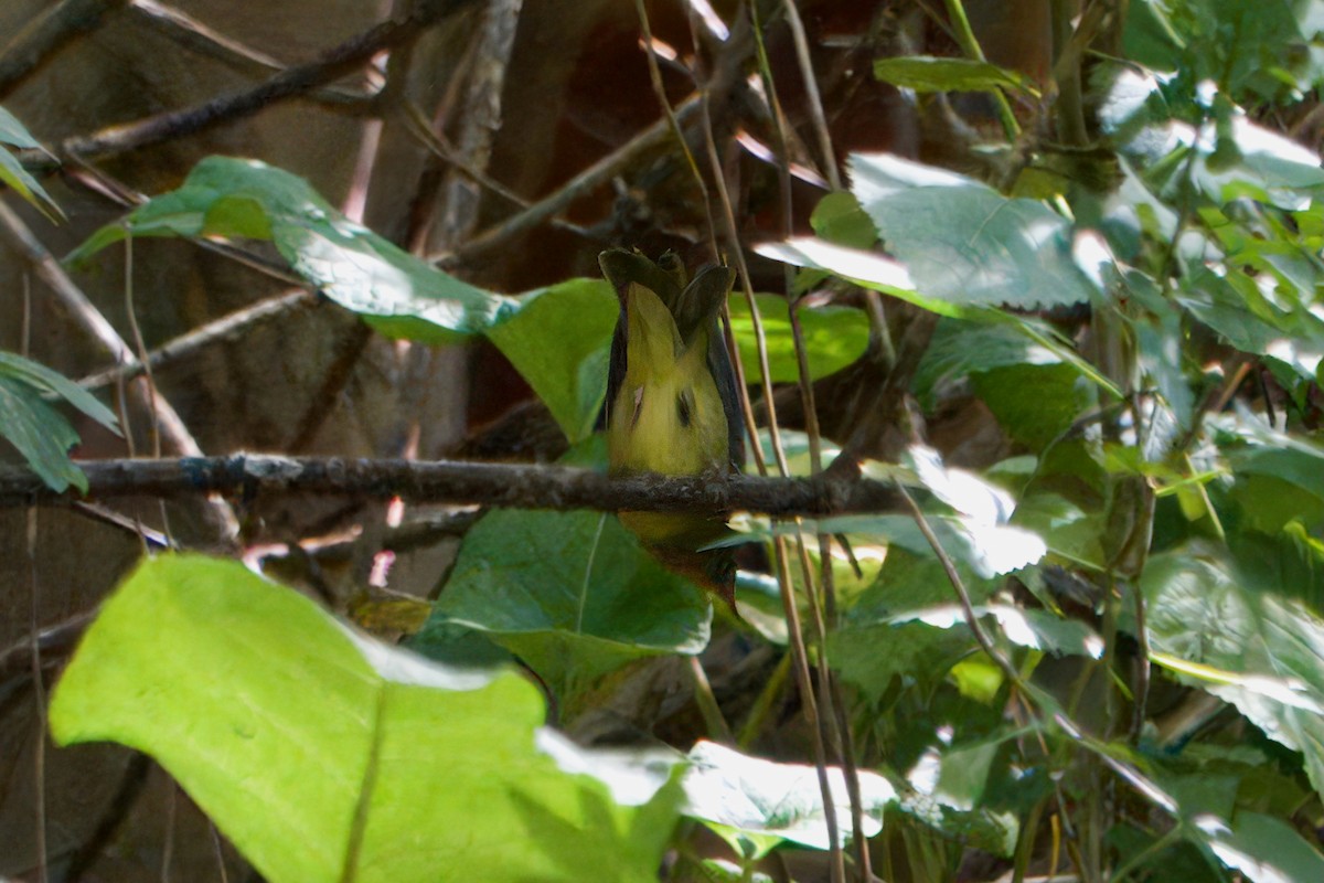 Connecticut Warbler - ML642541413