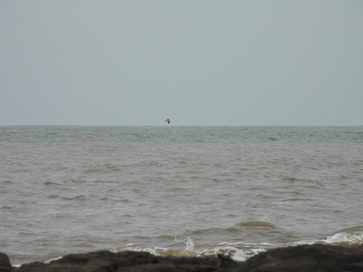 Pallas's Gull - ML642541426