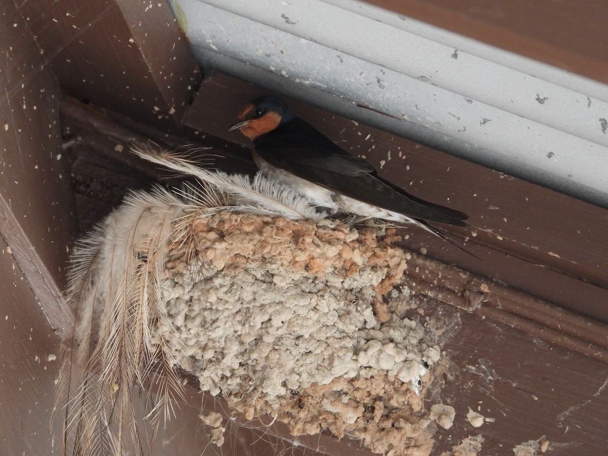 Welcome Swallow - ML642541434