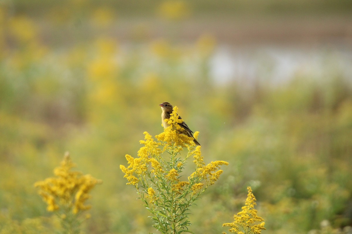 Bobolink - ML642541439