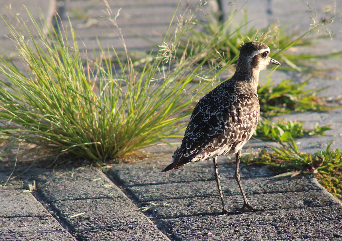 American Golden-Plover - T L P L