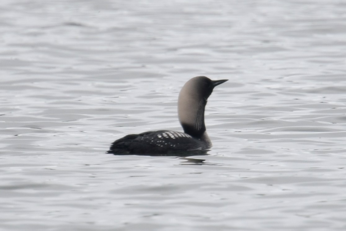 Pacific Loon - ML642541575