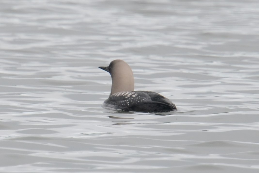 Pacific Loon - ML642541576