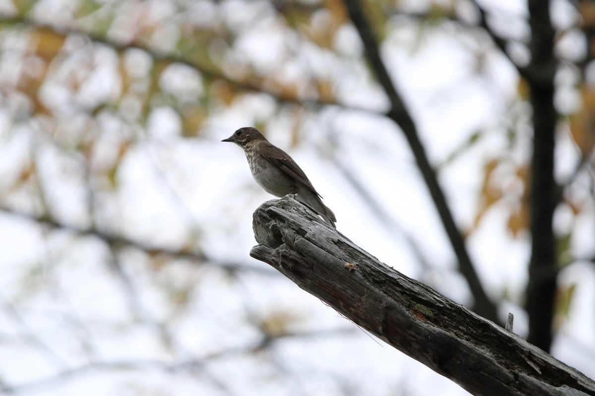 Gray-cheeked Thrush - ML642541585