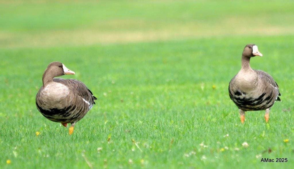 Greater White-fronted Goose - ML642541639