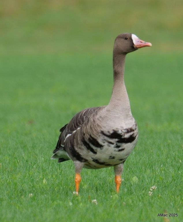 Greater White-fronted Goose - ML642541640