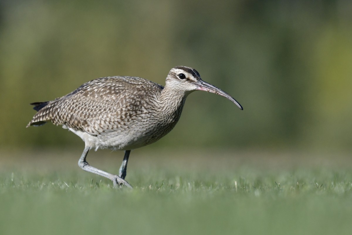 Hudsonian Whimbrel - ML642541641