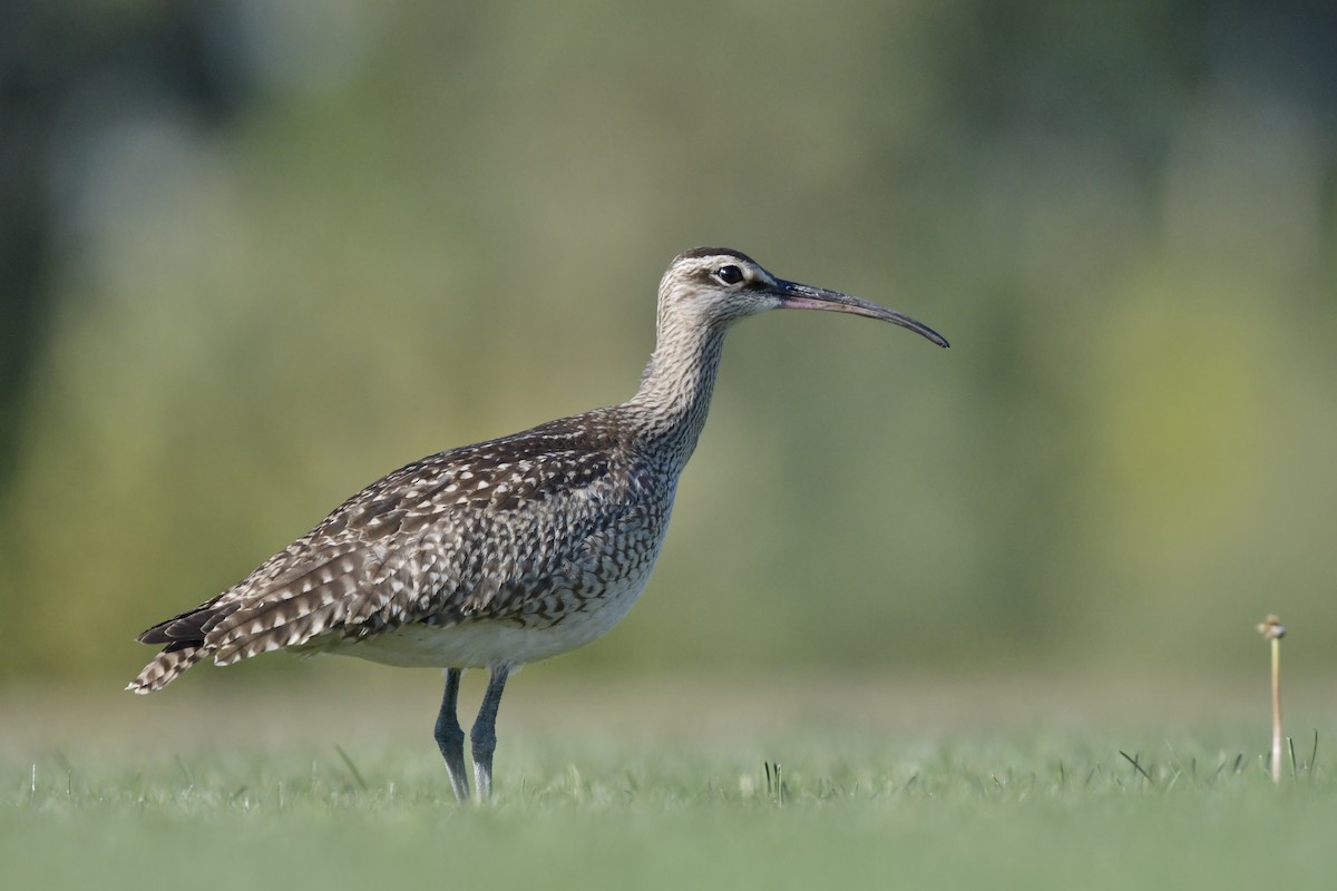 Hudsonian Whimbrel - ML642541644