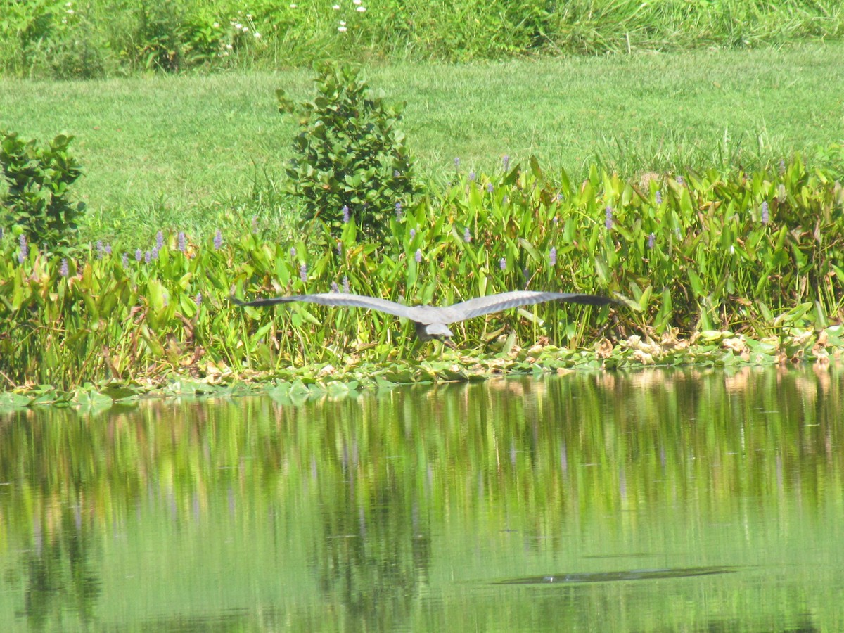 Great Blue Heron - ML642541665