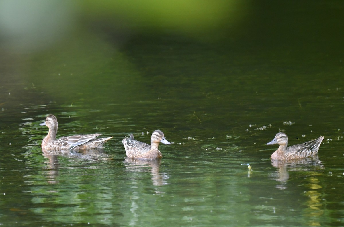 Garganey - ML642541681