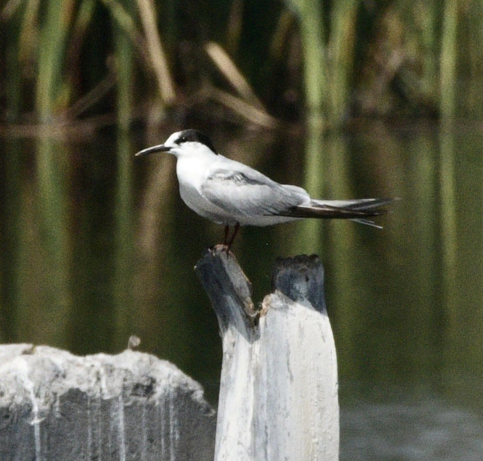 Sandwich Tern - ML642541695