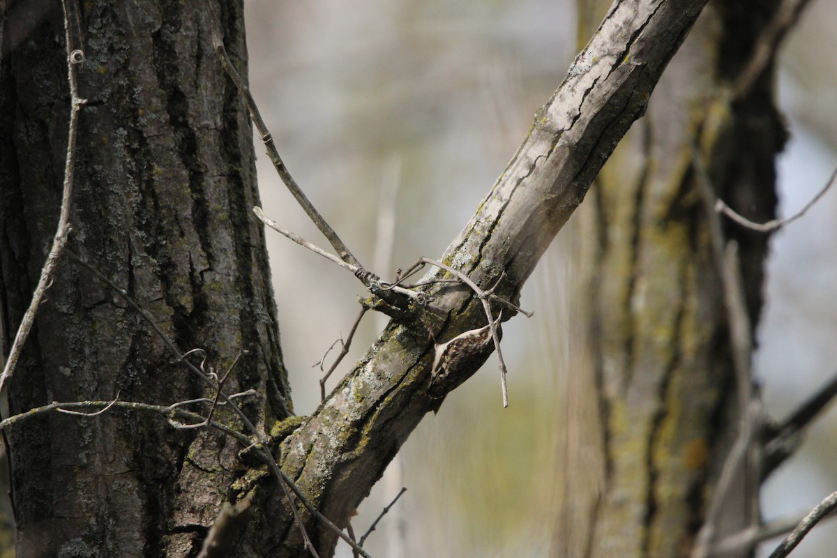Brown Creeper - ML642541699