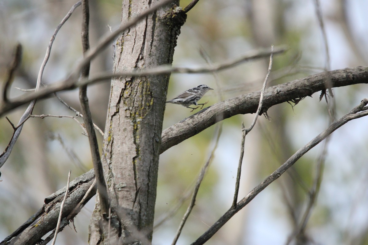 Black-and-white Warbler - ML642541721