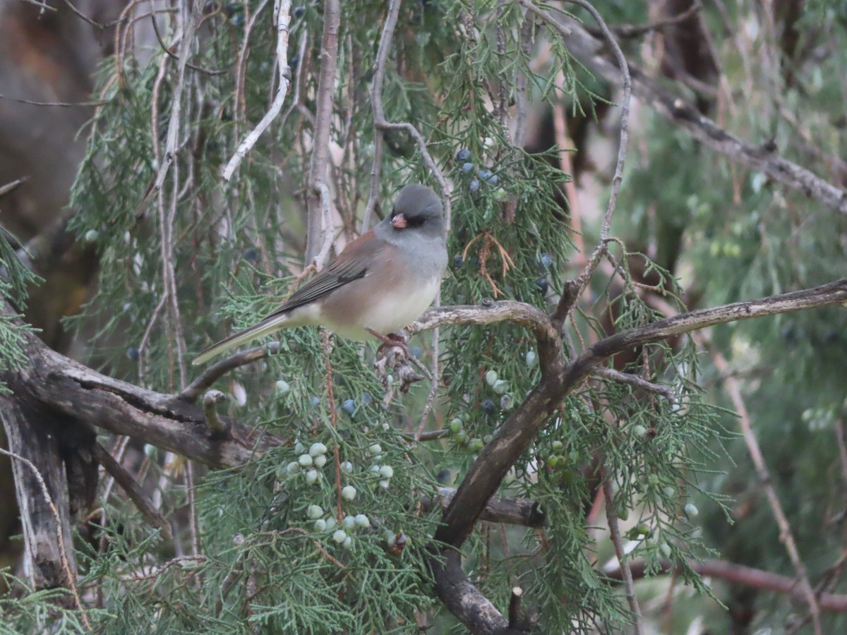 Dark-eyed Junco (Pink-sided) - ML642541742