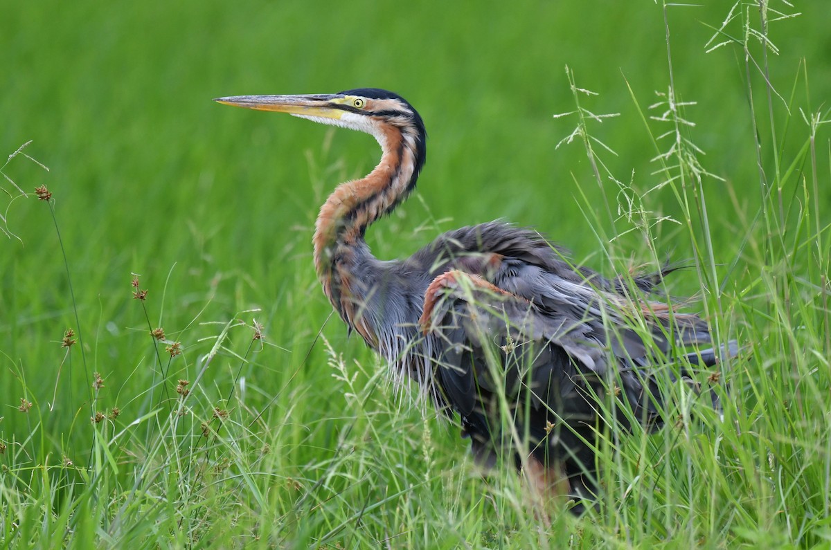 Purple Heron - ML642541744