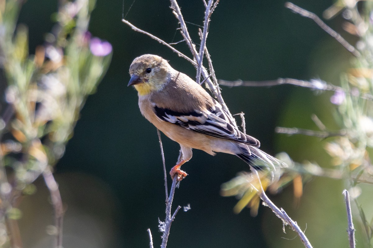 American Goldfinch - ML642541750