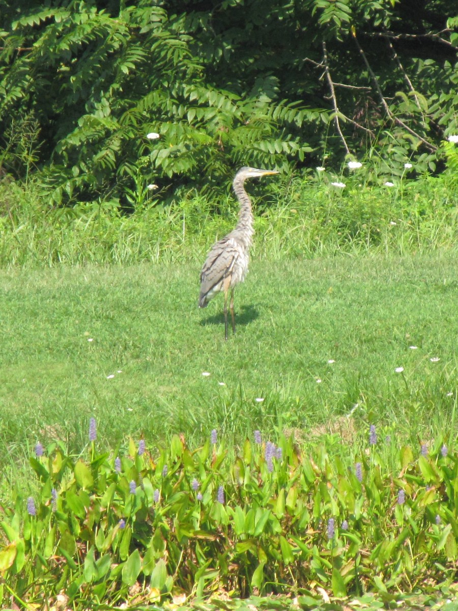 Great Blue Heron - ML642541752
