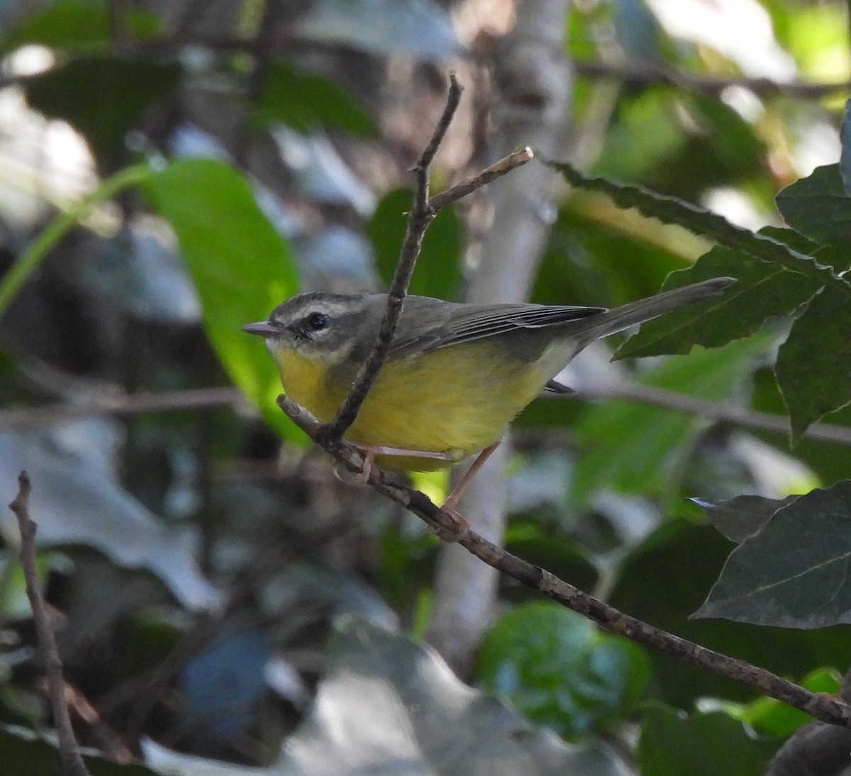 Golden-crowned Warbler - ML642541758