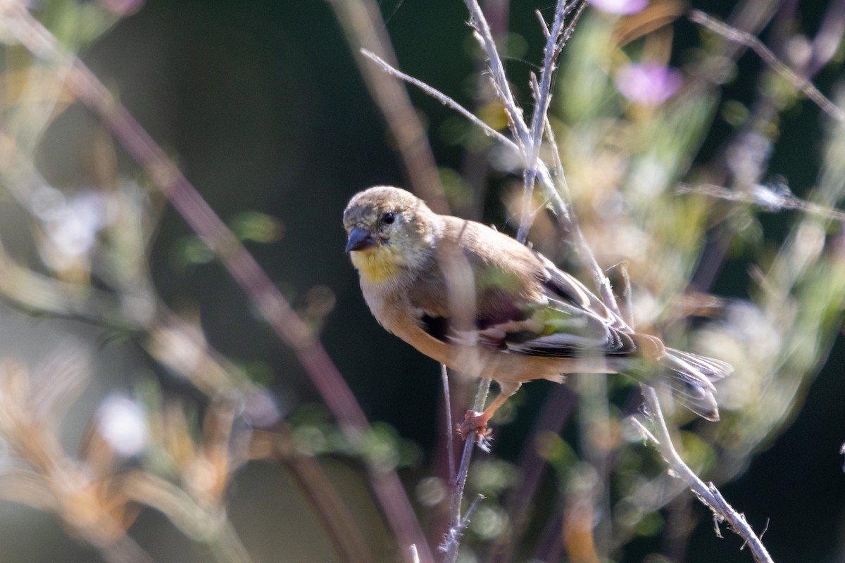 American Goldfinch - ML642541764