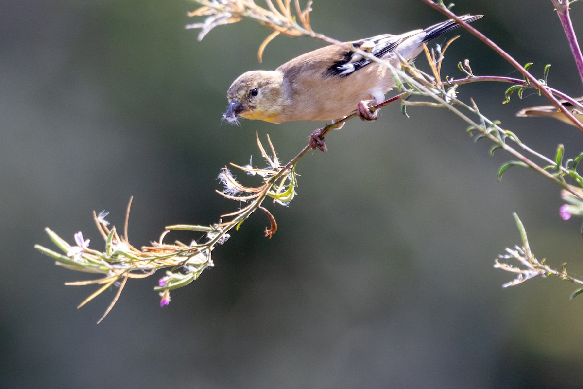 American Goldfinch - ML642541772