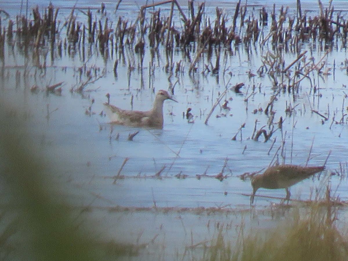 Wilson's Phalarope - ML642541787