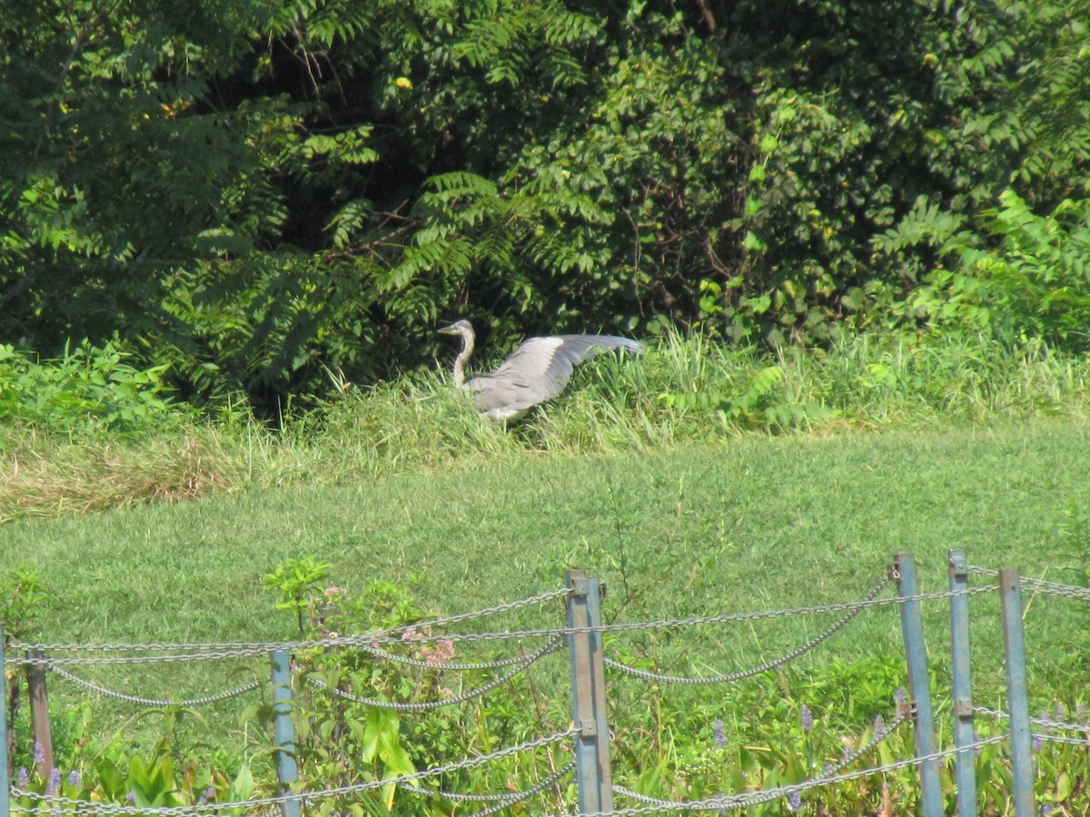 Great Blue Heron - ML642541793