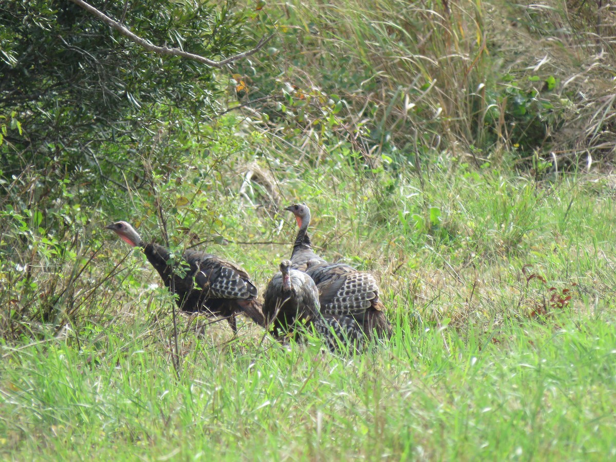 Wild Turkey - ML642541805