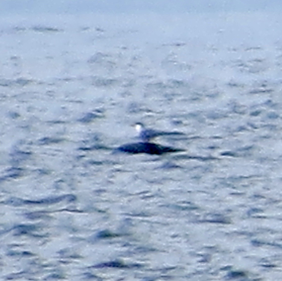 tern sp. - ML642541834