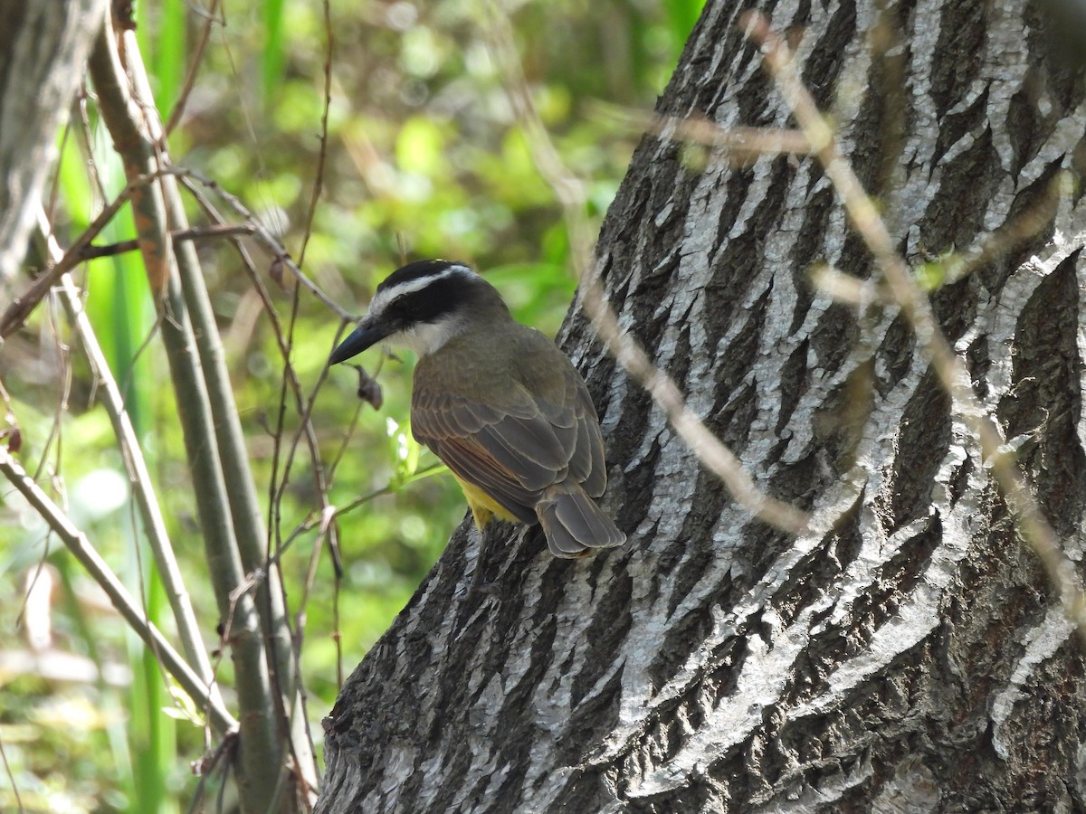 Great Kiskadee - ML642541858