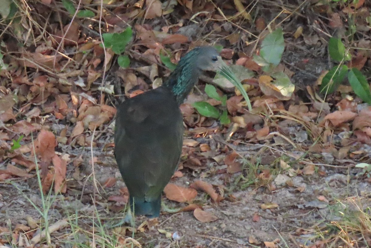 Green Ibis - ML642541860