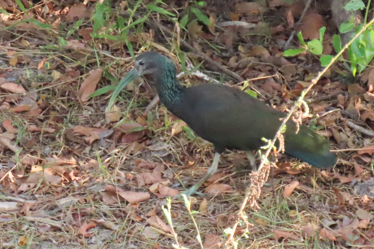 Green Ibis - ML642541862