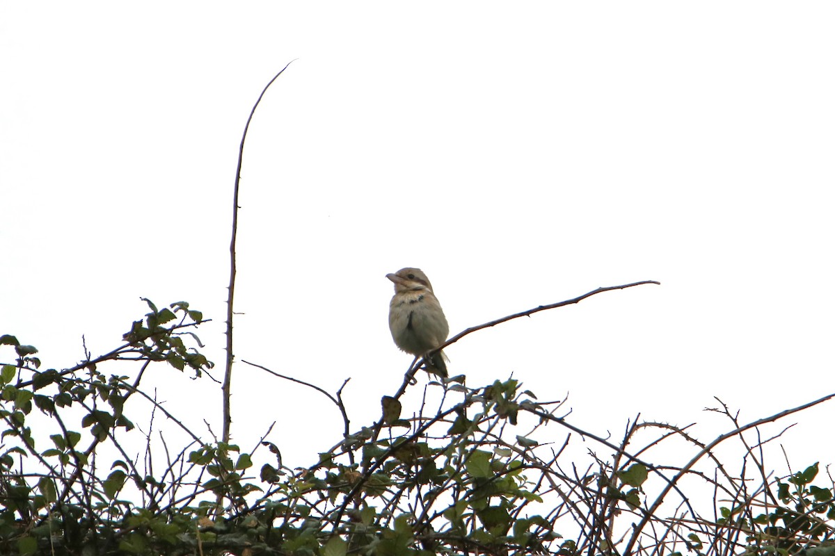 Pie-grièche grise (pallidirostris) - ML642541863