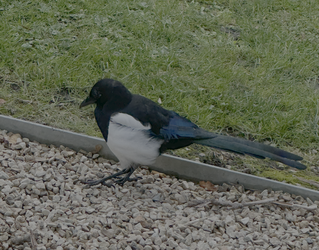 Eurasian Magpie - ML642541913
