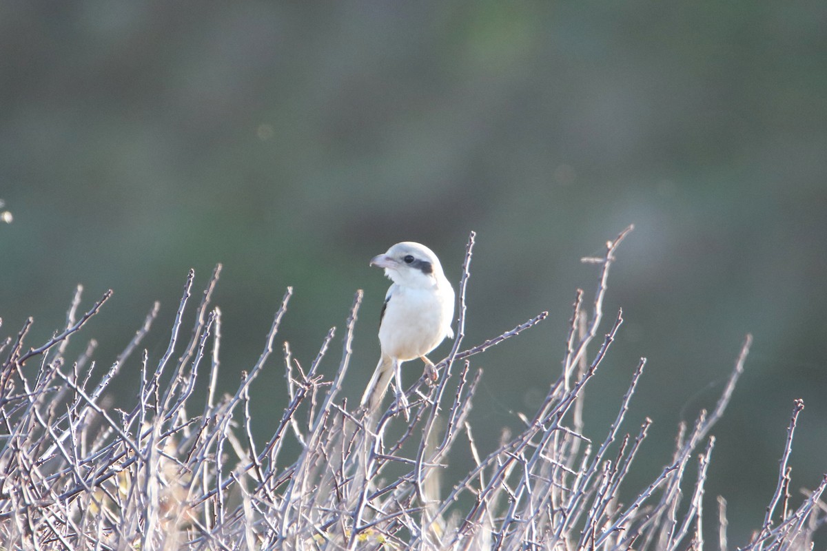 Pie-grièche grise (pallidirostris) - ML642541932